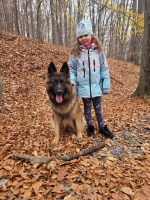 vom Trojangold, hodowla Owczarków Niemieckich Długowłosych