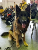 vom Trojangold, hodowla Owczarków Niemieckich Długowłosych