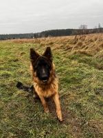 vom Trojangold, hodowla Owczarków Niemieckich Długowłosych