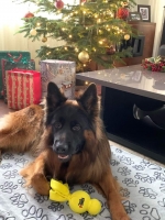 vom Trojangold, hodowla Owczarków Niemieckich Długowłosych