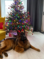 vom Trojangold, hodowla Owczarków Niemieckich Długowłosych