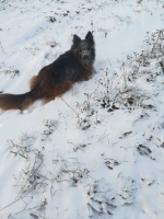 vom Trojangold, hodowla Owczarków Niemieckich Długowłosych