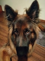 vom Trojangold, hodowla Owczarków Niemieckich Długowłosych