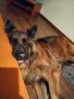 vom Trojangold, hodowla Owczarków Niemieckich Długowłosych