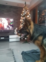 vom Trojangold, hodowla Owczarków Niemieckich Długowłosych