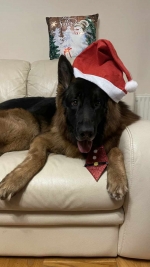 vom Trojangold, hodowla Owczarków Niemieckich Długowłosych