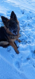 vom Trojangold, hodowla Owczarków Niemieckich Długowłosych