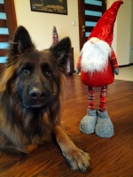 vom Trojangold, hodowla Owczarków Niemieckich Długowłosych