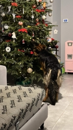 vom Trojangold, hodowla Owczarków Niemieckich Długowłosych