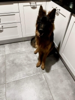 vom Trojangold, hodowla Owczarków Niemieckich Długowłosych