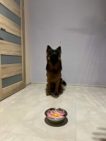 vom Trojangold, hodowla Owczarków Niemieckich Długowłosych