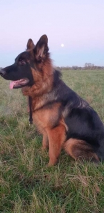 vom Trojangold, hodowla Owczarków Niemieckich Długowłosych