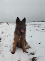 vom Trojangold, hodowla Owczarków Niemieckich Długowłosych