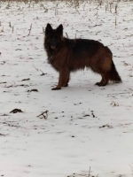 vom Trojangold, hodowla Owczarków Niemieckich Długowłosych