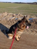 vom Trojangold, hodowla Owczarków Niemieckich Długowłosych