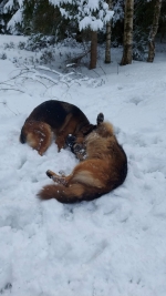 vom Trojangold, hodowla Owczarków Niemieckich Długowłosych