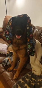 vom Trojangold, hodowla Owczarków Niemieckich Długowłosych