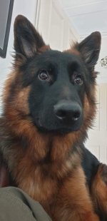 vom Trojangold, hodowla Owczarków Niemieckich Długowłosych