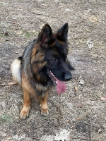 vom Trojangold, hodowla Owczarków Niemieckich Długowłosych