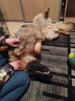 vom Trojangold, hodowla Owczarków Niemieckich Długowłosych