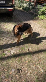 vom Trojangold, hodowla Owczarków Niemieckich Długowłosych