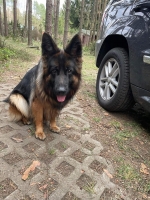 vom Trojangold, hodowla Owczarków Niemieckich Długowłosych