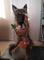 vom Trojangold, hodowla Owczarków Niemieckich Długowłosych