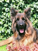 vom Trojangold, hodowla Owczarków Niemieckich Długowłosych