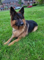 vom Trojangold, hodowla Owczarków Niemieckich Długowłosych