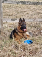 vom Trojangold, hodowla Owczarków Niemieckich Długowłosych