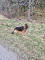 vom Trojangold, hodowla Owczarków Niemieckich Długowłosych