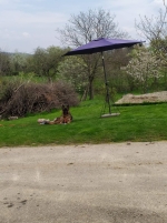 vom Trojangold, hodowla Owczarków Niemieckich Długowłosych