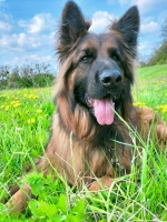 vom Trojangold, hodowla Owczarków Niemieckich Długowłosych