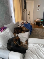 vom Trojangold, hodowla Owczarków Niemieckich Długowłosych