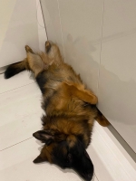 vom Trojangold, hodowla Owczarków Niemieckich Długowłosych