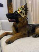 vom Trojangold, hodowla Owczarków Niemieckich Długowłosych