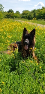 vom Trojangold, hodowla Owczarków Niemieckich Długowłosych