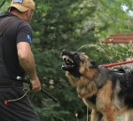 vom Trojangold, hodowla Owczarków Niemieckich Długowłosych