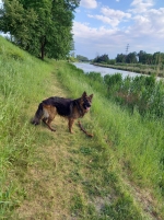 vom Trojangold, hodowla Owczarków Niemieckich Długowłosych