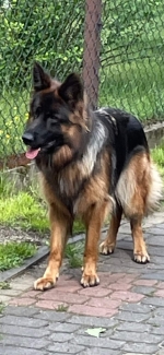 vom Trojangold, hodowla Owczarków Niemieckich Długowłosych