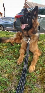 vom Trojangold, hodowla Owczarków Niemieckich Długowłosych