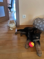 vom Trojangold, hodowla Owczarków Niemieckich Długowłosych