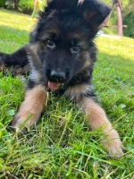 vom Trojangold, hodowla Owczarków Niemieckich Długowłosych