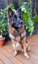 vom Trojangold, hodowla Owczarków Niemieckich Długowłosych