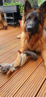 vom Trojangold, hodowla Owczarków Niemieckich Długowłosych