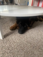 vom Trojangold, hodowla Owczarków Niemieckich Długowłosych