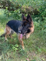 vom Trojangold, hodowla Owczarków Niemieckich Długowłosych