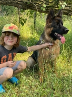 vom Trojangold, hodowla Owczarków Niemieckich Długowłosych