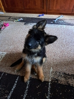 vom Trojangold, hodowla Owczarków Niemieckich Długowłosych