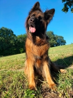 vom Trojangold, hodowla Owczarków Niemieckich Długowłosych